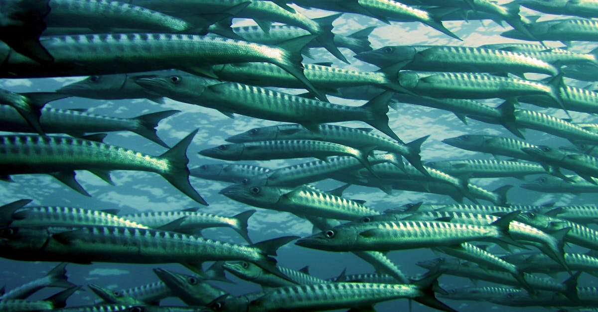 découvrez l'importance de l'adaptation dans notre monde en constante évolution. apprenez comment s'ajuster aux changements, que ce soit dans la nature, les relations ou le travail, et les bénéfices d'une approche flexible pour réussir et prospérer.