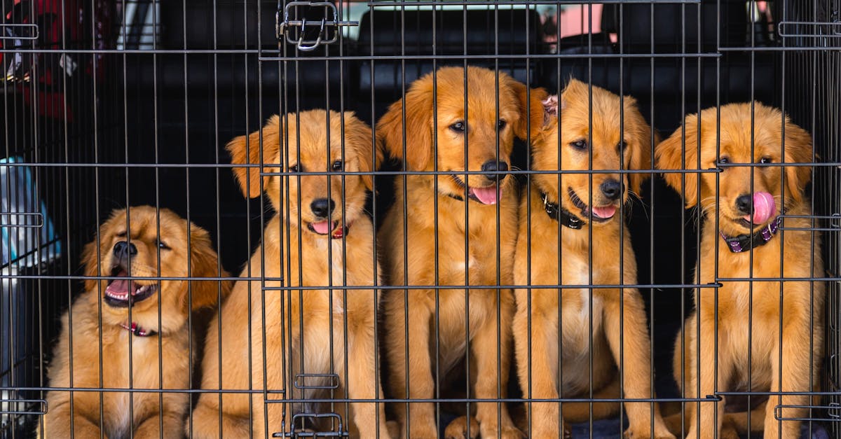 découvrez les bienfaits de l'éducation par la caisse (crate training) pour votre chien. apprenez comment instaurer un espace sûr et confortable pour votre animal, tout en facilitant son apprentissage de la propreté et la réduction de l'anxiété. transformez la caisse en un havre de paix pour votre compagnon à quatre pattes.