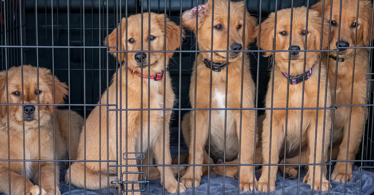 découvrez l'art du 'crate training' pour éduquer votre chien en toute simplicité. apprenez à créer un espace sûr et réconfortant tout en favorisant son bien-être et sa propreté. idéal pour les chiots et les chiens adultes, cette méthode vous aidera à établir une relation de confiance avec votre animal.